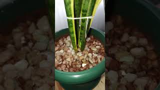 #houseplants #growth #shortsvideo