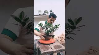 Ngebonsai #bonsaidolar