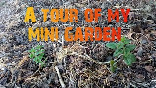 A tour of my mini garden