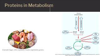 Metabolism