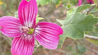 One week in the life of an Island Mallow #timelapse