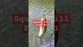 First BASS on a SQUARE BILL Crankbait! #squarebill #bassfishing #bassfishinglife