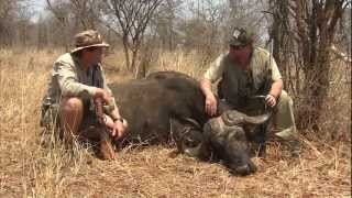 AMAZING CAPE BUFFALO KILL SHOT: 2 BULLETS IN SAME HOLE