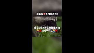 【见闻闲聊】加拿大不可以系列1~盘点5项与野生动物相关的绝对不可以  #Shorts