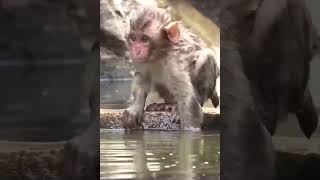 funny monkey #shorts