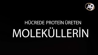 20 saniyede öğrenin, "Hücre neden tesadüfen oluşamaz?"