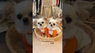 犬服モデル犬🐶🐶チワワtwins👬 #犬 #犬のいる暮らし #癒し #dog #shorts