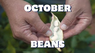 Why October Beans are the Best