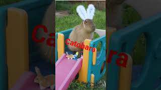 4 types of Capybara