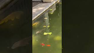 gold fish live fish pond beautiful #shorts