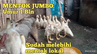 Besar banget😍 Mentok jumbo umur 1 bln