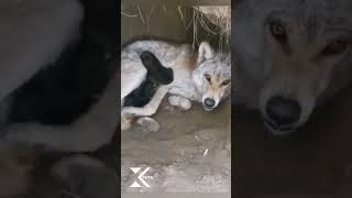 Coyote Protects Her Cubs.