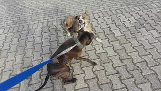 Pitbull vs pitbull ( meeting goes wrong )