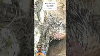 Snake vs Porcupine: Who Wins the Ultimate Battle? #Shorts #Snake #porcupine