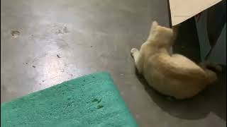 Very small and smart kitten playing with paper ball