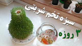 آموزش سبزه تخم شربتی/ سبزه تخم شربتی/ سبزه عید😍🪴