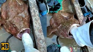 Sticking Foot into This Weird Looking Fish Mouth was not a Good Idea # AnimalAttack #FishBite