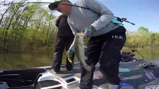 Flipping a ZOOM Baby Brush Hog for pre spawn Kentucky Lake Bass!