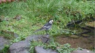 'Pimlico', the Pied Wagtail, finds a mealworm.