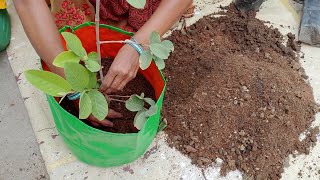 Repotting New nursery plants | plant shopping | potting mix | guava,Bougainvillea,Hibiscus plants