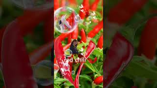 amazing red chili 🌶️#chili #vegetables #funplay #shorts #youtubeshorts