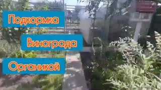 Подкормка винограда органикой