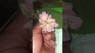 Nektar Dombeya Cayeuxii #shorts #shortvideo #shortsfeed  #shortsvideoviral #shortsyoutube