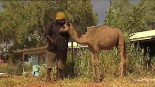 Feral Camels