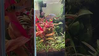 rainbow fish | Dwarf Neon Rainbowfish | Neon Rainbow | Rainbowfish Planted Tank  | Boesemani Rainbow