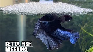 Betta fish breeding | Lots of fry in one breeding