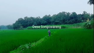 Damainya Suasana Pedesaan. Desa Songowareng BLULUK Lamongan