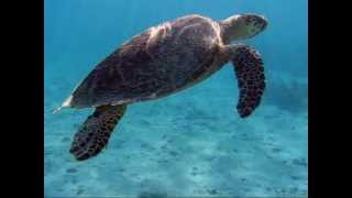 Hawksbill Sea Turtle at Waterlemon Cay St. John Virgin Islands