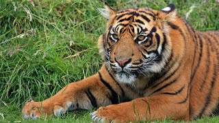 What Do Dreams About Tiger Mean? - Tiger Dreams Meanings and Interpretation - Dream Meaning