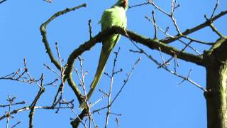 A Noisy Ring Necked Parakeet, Northampton