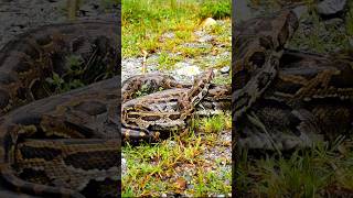 biggest anaconda #wildpredator #snake #wildlife #anaconda # #animalssounds #nature #reptiles #animal