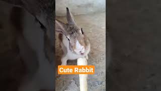 #shorts #reels #rabbit #animal #animallover #cute #funny #viral #rabbiteating #bunny 🤡