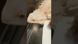 This bearded dragon wants to get out!