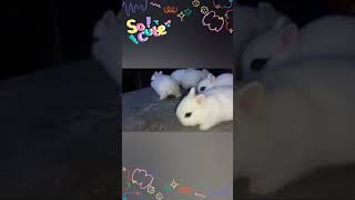 cute rabbit bunnies#youtubeshorts #animal #love