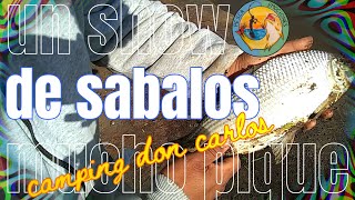 PESCA EN CAMPING DON CARLOS, show de sábalos, un pique tras otro