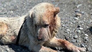 В благодарность за спасение и выхаживание старичок Барон меня защищает/Красим вольеры