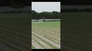 DJI drone spraying on maize|Best agricultural drone #dji #drone #agriculture #shorts#pilot #pakistan