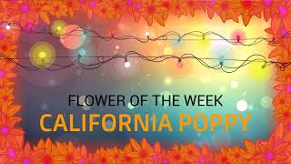 Flower of the Week: California Poppy