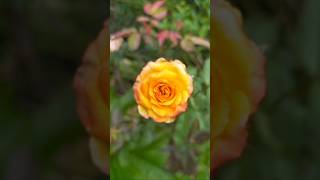 Flowers harvesting #flowers#mygarden#harvesting#ytshorts#shortvideo#gardening