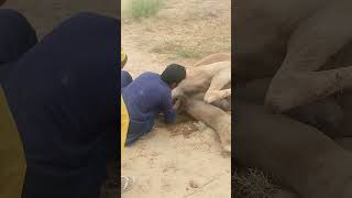 Congratutation Camel You Have A Baby camel Cut❤. . . . .#baby #camel #amazing #viralvideo