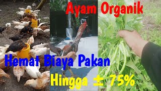 Tips Sukses Ternak Ayam Kampung Organik dijamin untung besar