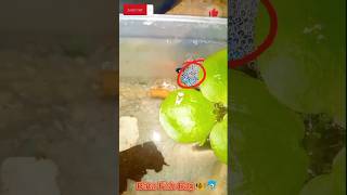 🔥 বেট্টা ফিস কিভাবে ডিম দেয় 🐠#bettafighter #betta #viral #fish #shortvideo @MaserKhamar