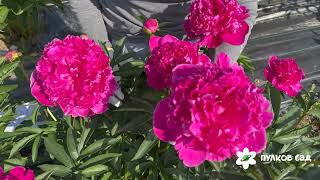 Waikiki peony. Вайкики пион. Пулков сад