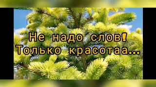 Редкие хвойные растения! 🌲Без слов! Только красотаа на солнышке... 🌲Июнь 2023