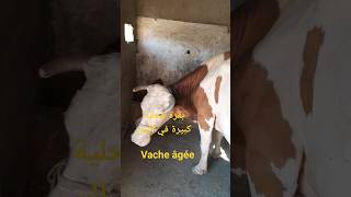 تربية الأبقار: الأبقار المحلية--الجزائر----      vache locale  âgée