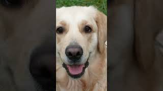 The wonderful life with a Golden Retriever (Taylor Swift Fortnight) #dogs #pet #dogslover #dogslife